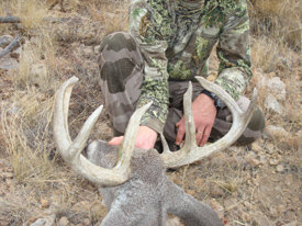 coues whitetail rack