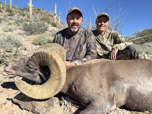 image of arizona desert bighorn sheep outfitter guides hunt