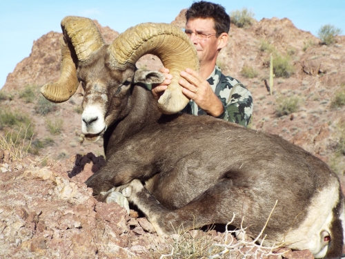 desert bighorn sheep hunting arizona guides outfitters