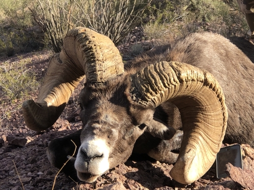 arizona desert sheep hunt bighorn guides outfitters
