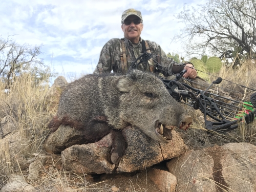 hunting for javelina with bow archery javelina hunting in arizona guides
