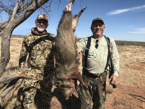 javelina hunting javalina hunt rifle season arizona