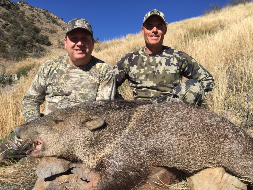 rifle season javelina hunting in arizona guides outfitters