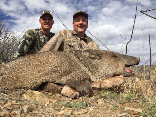 arizona rifle javelina hunt guides hunting outfitters