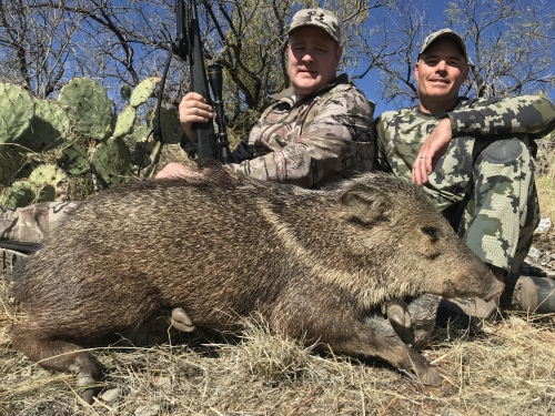hunting for javelina in arizona rifle season guide outfitters hunts