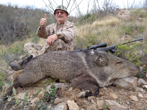 javelina hunting in arizona rifle season guides outfitters javalina