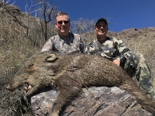 arizona javalina hunting javelina hunt guides outfitters