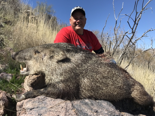 arizona javelina hunting with rifle guides outfitters
