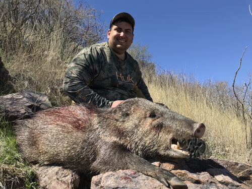 arizona rifle season javelina hunting hunts guides outfitters