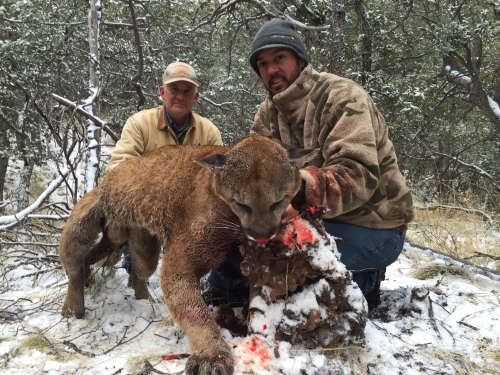 arizona mountain lion cougar hunting guides