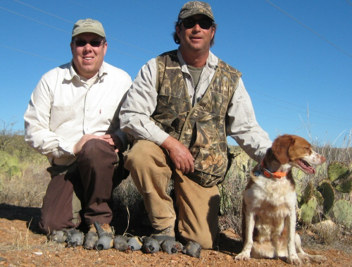 arizona quail hunting