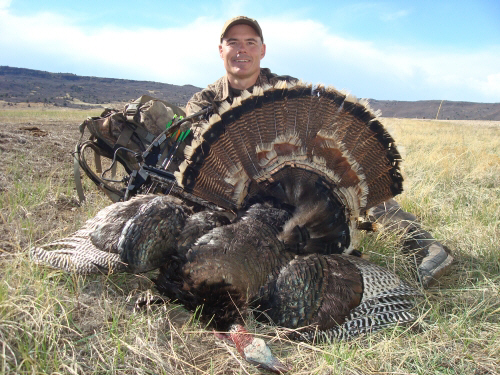 merriam's turkey in Northern New Mexico